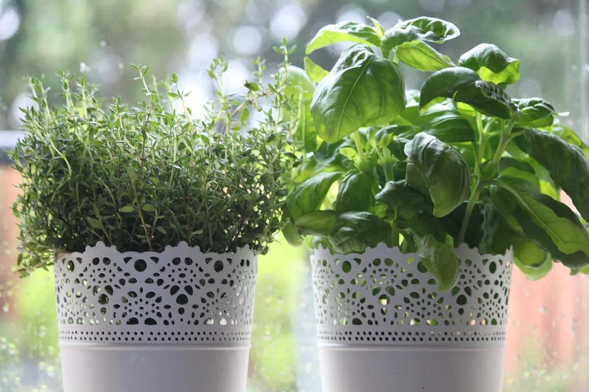 A Beginner's Guide to Growing Herbs for Wellness on a UK Windowsill
